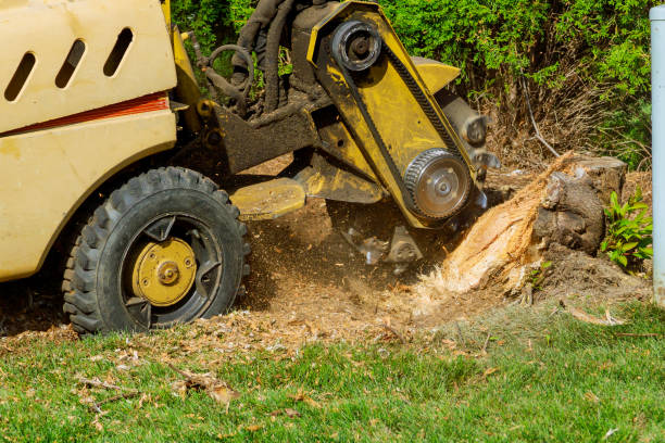 Tree Service Company in Three Rivers, MI